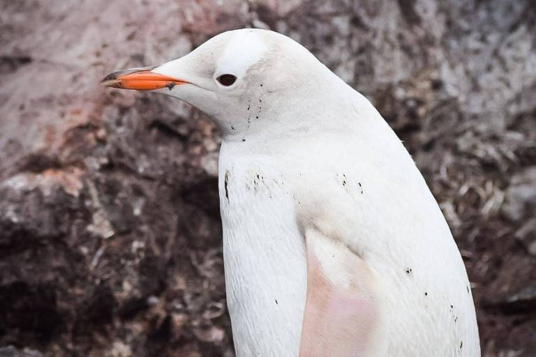 Raro pinguim sem cor é encontrado na Antártida; veja fotos