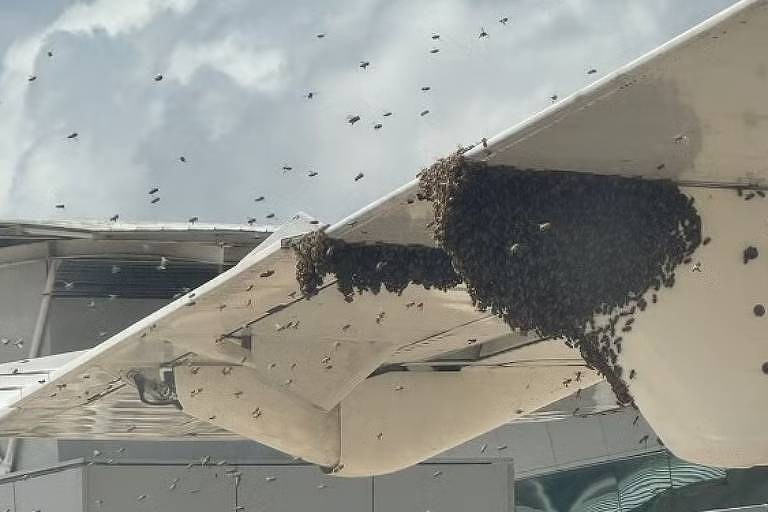 Avião é atacado por enxame de abelhas e atrasa desembarque em Natal