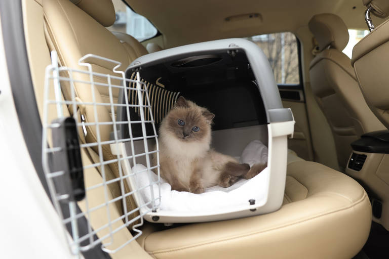 Lindo gato cinza dentro de uma transportadora para animais de estimação no carro