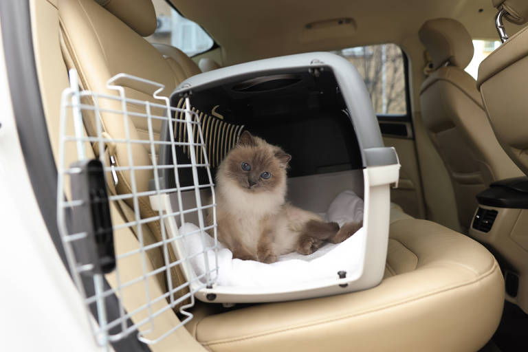 Vai viajar de carro com seu gato? Veja dicas para segurança e bem-estar do pet