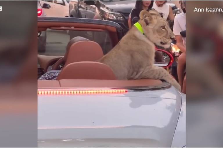 Leão é transportado em carro na Tailândia