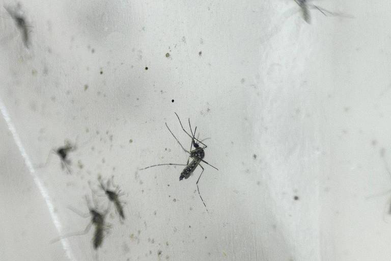 Mosquitos da dengue em imagem aproximada