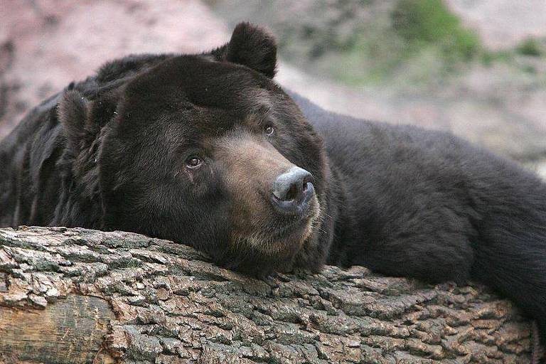 Um urso negro descansando em uma árvore