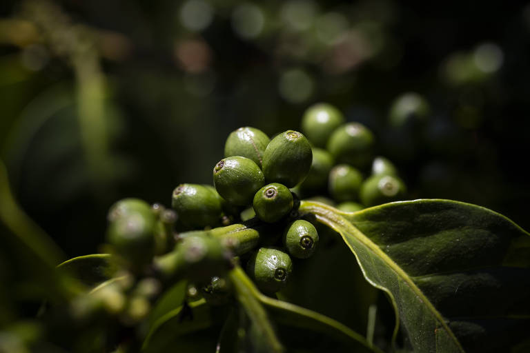 Brasil se tornou também líder de qualidade de café, diz Andrea Illy à Folha