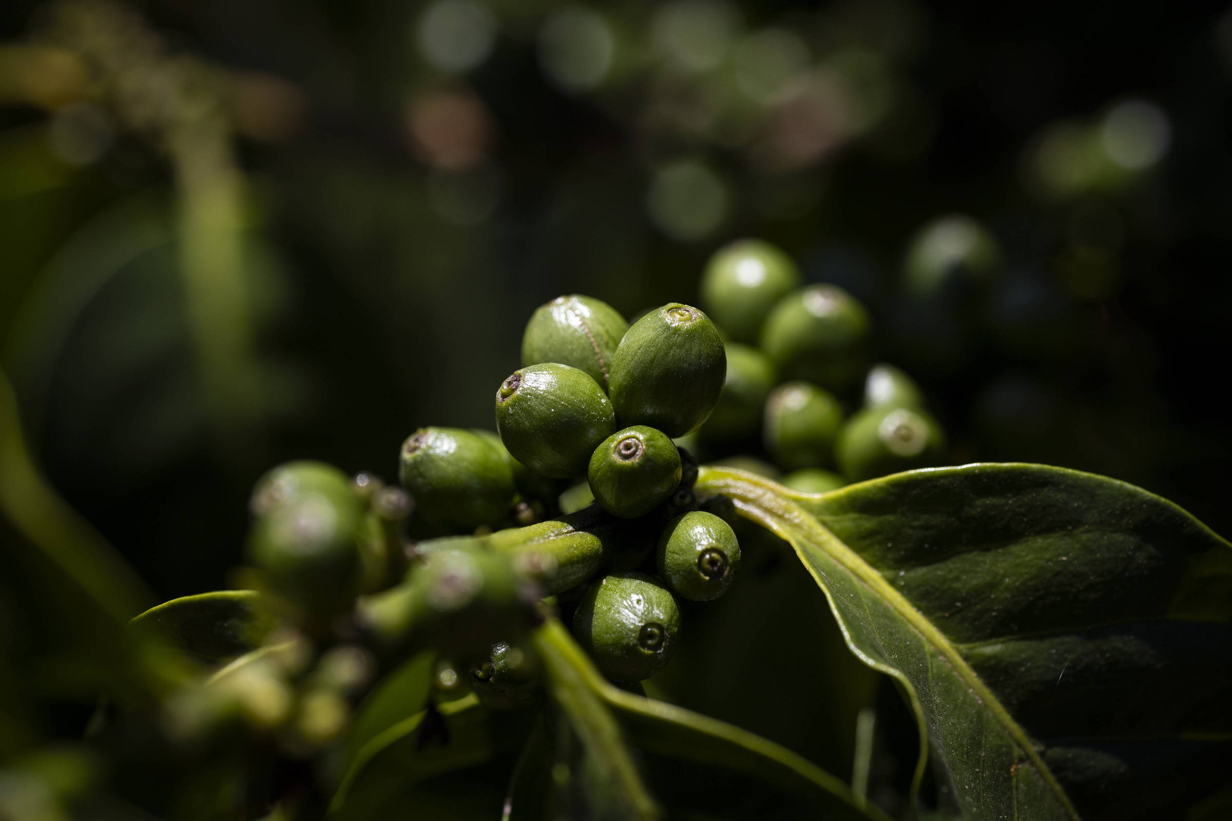 Illy: Brazil also became a leader in coffee quality – 01/30/2024 – Café na Prensa