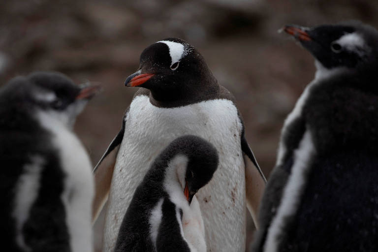 Gripe aviária é achada em pinguins perto da Antártida; 200 filhotes morrem
