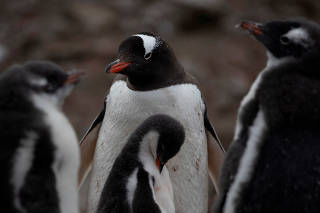 FILE PHOTO: On board the Antarctic expedition that reveals dramatic penguin decline