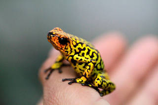 FILE PHOTO: An endangered poison frog is seen at the Santa Fe Zoo in Medellin