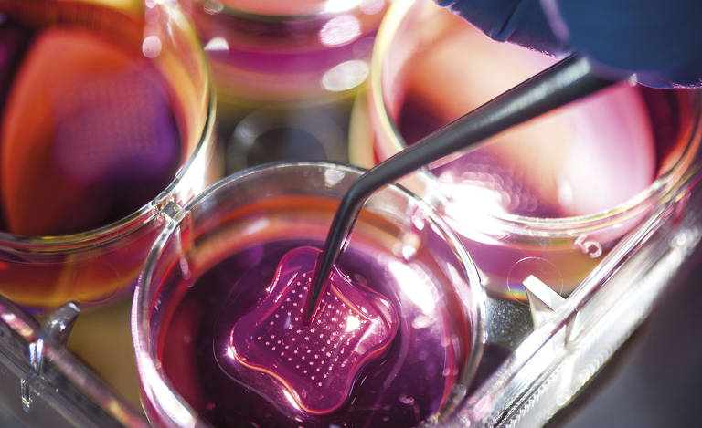 Pele, fígado e intestinos artificias viram alternativa para testes de cosméticos em animais