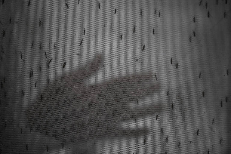 Saiba como se proteger do mosquito da dengue em apartamentos e condomínios