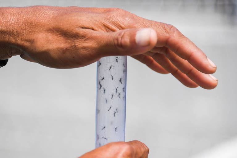 Pesquisadores da Fiocruz analisam mosquitos aedes aegypti, transmissor da dengue