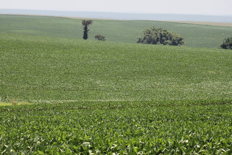 Altas temperaturas e chuva mal distribuída afetam produção de soja no Paraná