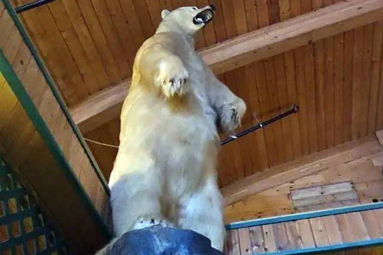 Urso polar empalhado de 3,6 metros é roubado em hotel no Canadá