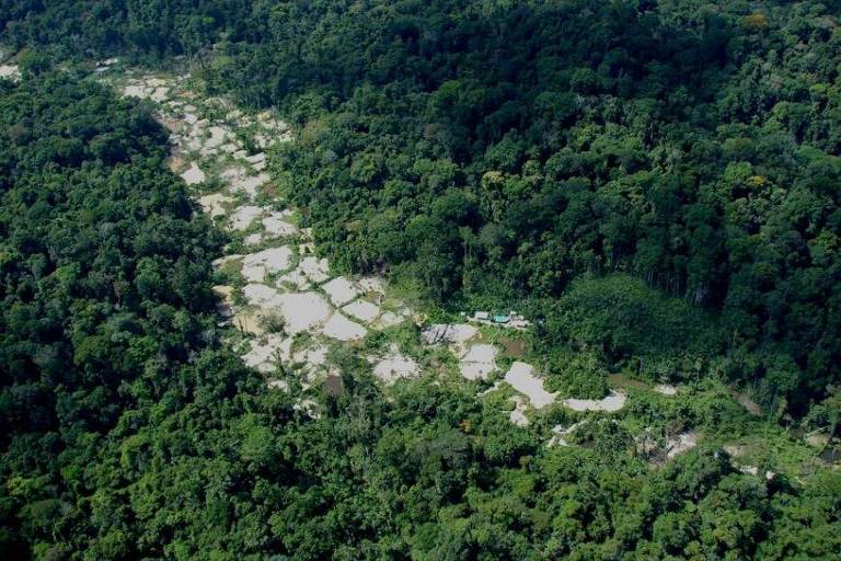 Órgão ambiental do Pará tenta legalizar garimpos em floresta que abriga maior árvore da América Latina