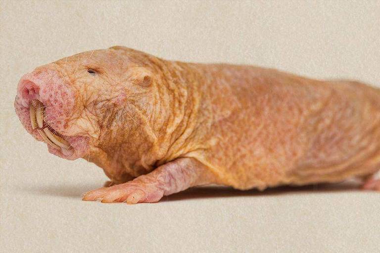 Os ratos-toupeiras-pelados vivem por 30 anos, são resistentes a doenças crônicas e têm um notável sistema reprodutor