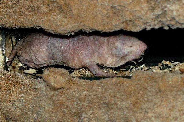 O estilo de vida subterrâneo dos ratos-toupeiras-pelados ajuda a protegê-los do frio, da chuva e de outros extremos climáticos