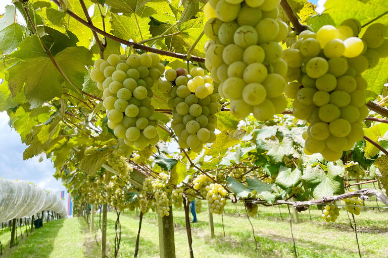 Vindima atrai visitantes com pisa da uva e degustação de vinhos