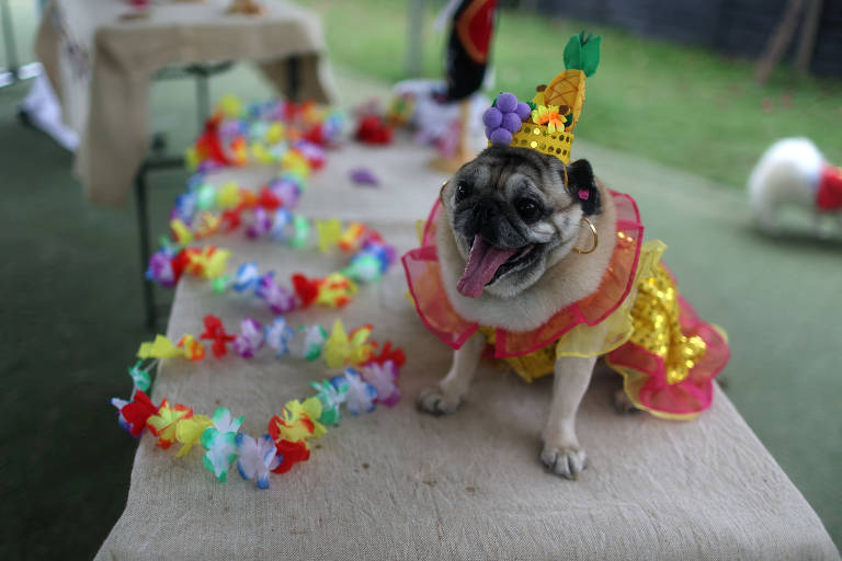 Cães participam de bloquinho de Carnaval
