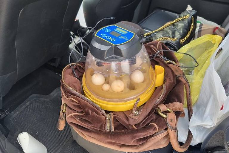 Ucranianas são presas em MG tentando levar ovos de arara-azul-de-lear para o Suriname