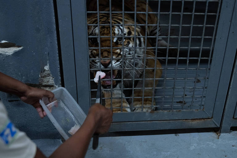 Tigre com presas a mostra recebe, a partir de uma pinça em posse de uma pessoa, pedaço de alimento 