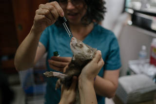 Fenri, a ferret suffering from inflammatory bowel disease, receives CBD at the PetXotical clinic in Mexico City, Feb. 1, 2024. (Luis Antonio Rojas/The New York Times)