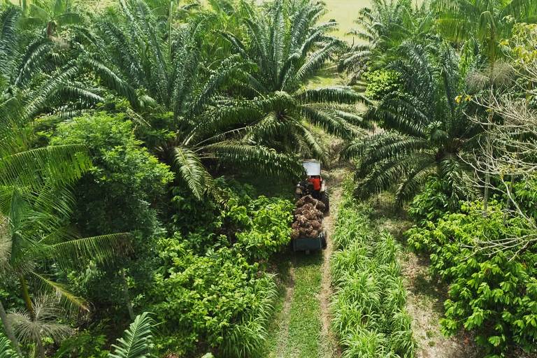 Sistema agroflorestal de palma em Tomé-Açu