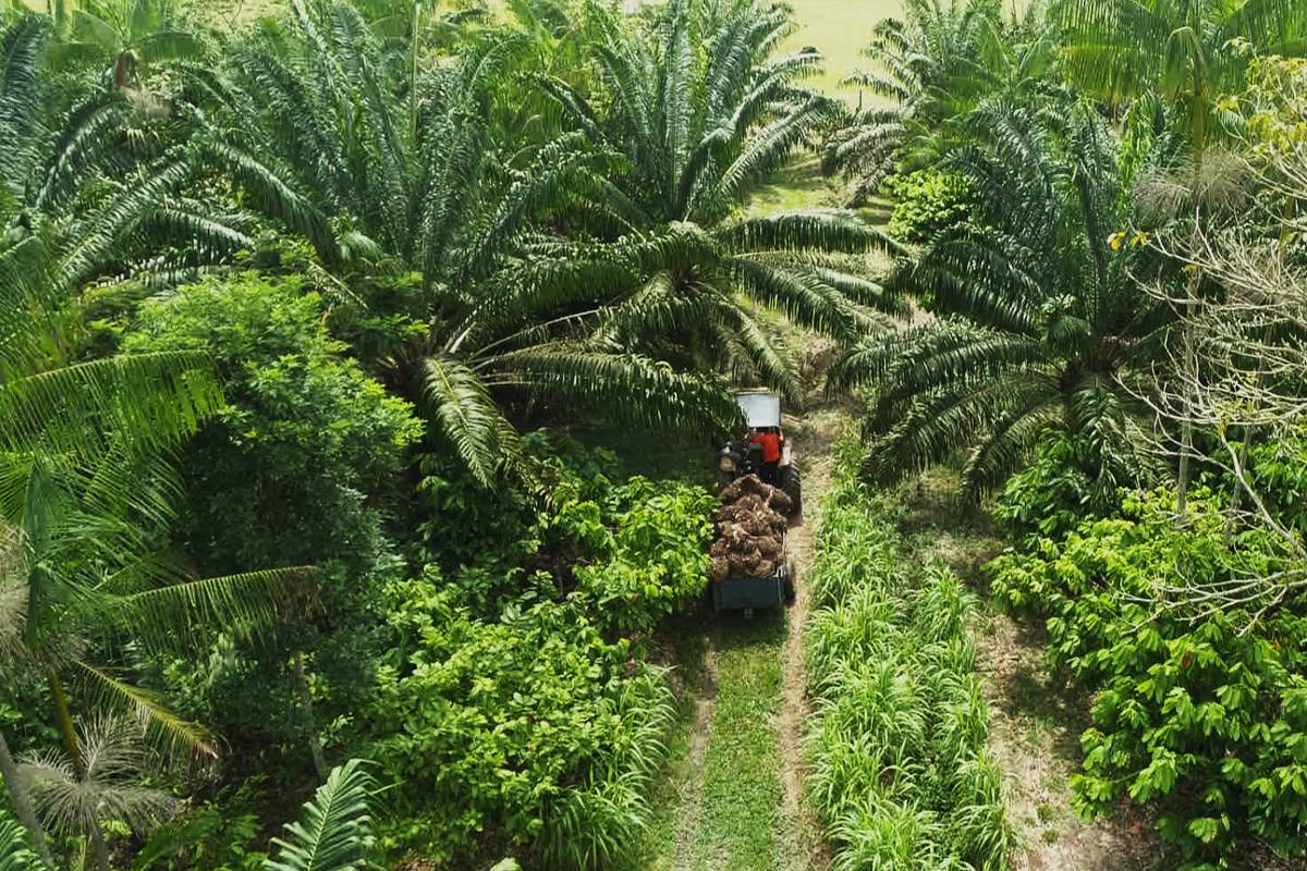 Natura wants to be self-sufficient in palm oil by 2035 – 02/07/2024 – Market