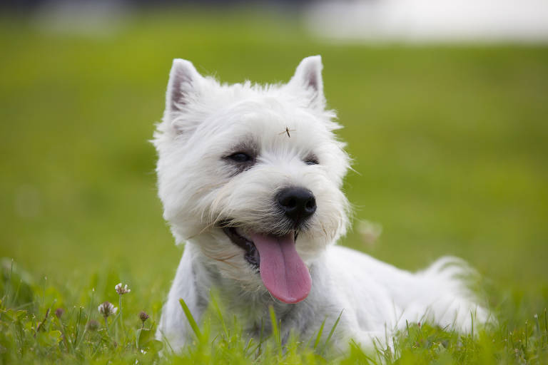 Cachorro branco está deitado na grama, com a língua para fora; há um mosquito pousado na sua cabeça