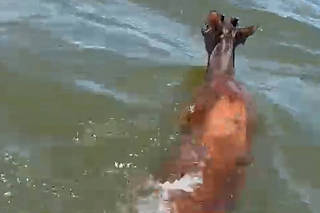Animal veado no rio Iguaçu