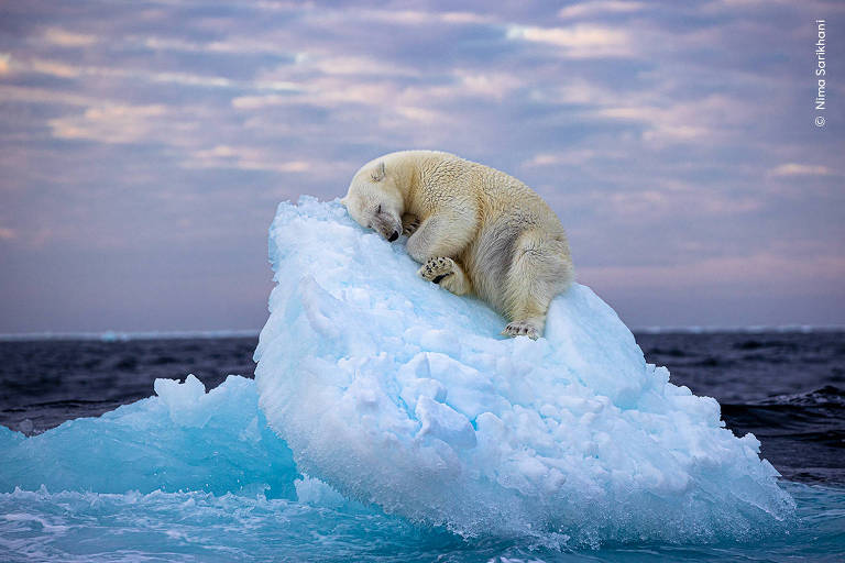 Um urso polar adormecido no topo de um iceberg. Ao fundo o mar e o céu nublado.