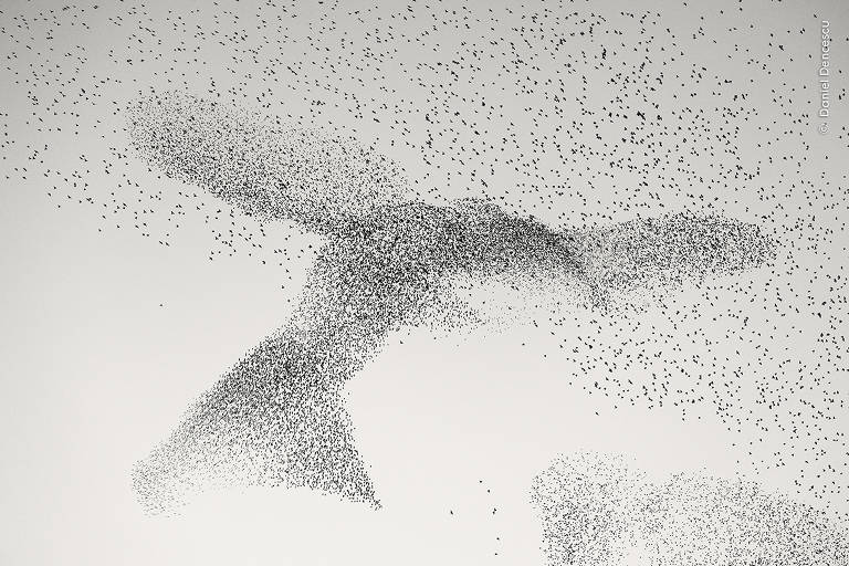 Um bando de pássaros voando no céu coberto de nuvens. A união das aves forma uma figura que parece um pássaro gigante
