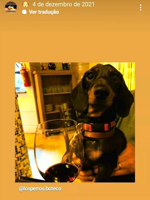 um cachorro ao lado de uma taça de vinho