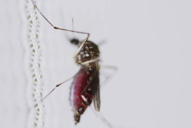 Distrito Federal, Minas Gerais e Acre têm os maiores índices de transmissão da dengue no Brasil