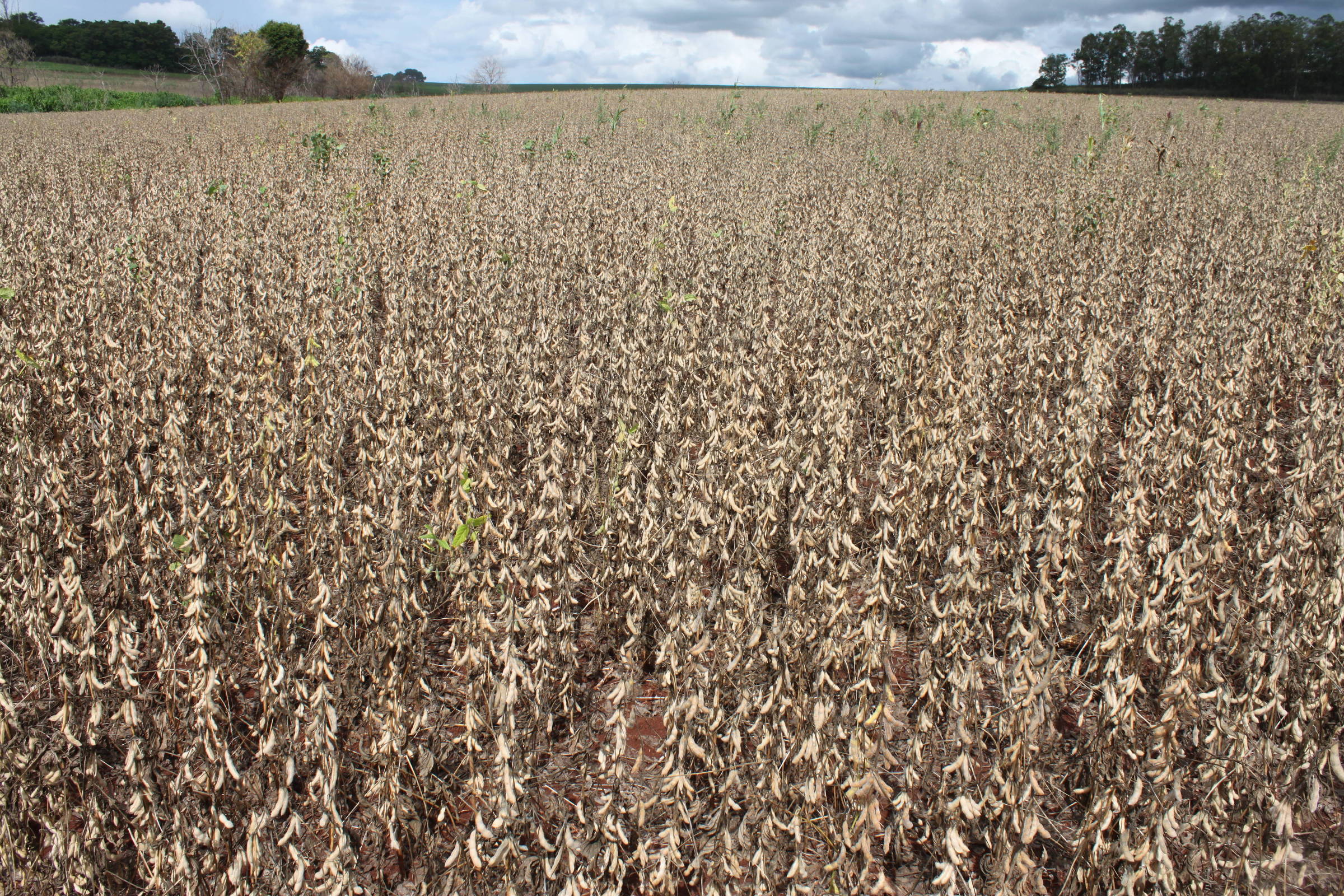 North of Paraná is experiencing a climate change that affects soybeans – 02/11/2024 – Environment