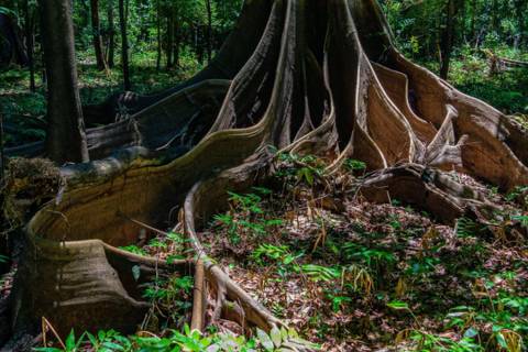 Cientistas estão estudando um tipo diferente de relíquia subterrânea a terra preta da Amazônia, criada há milênios e usada na agricultura até hoje