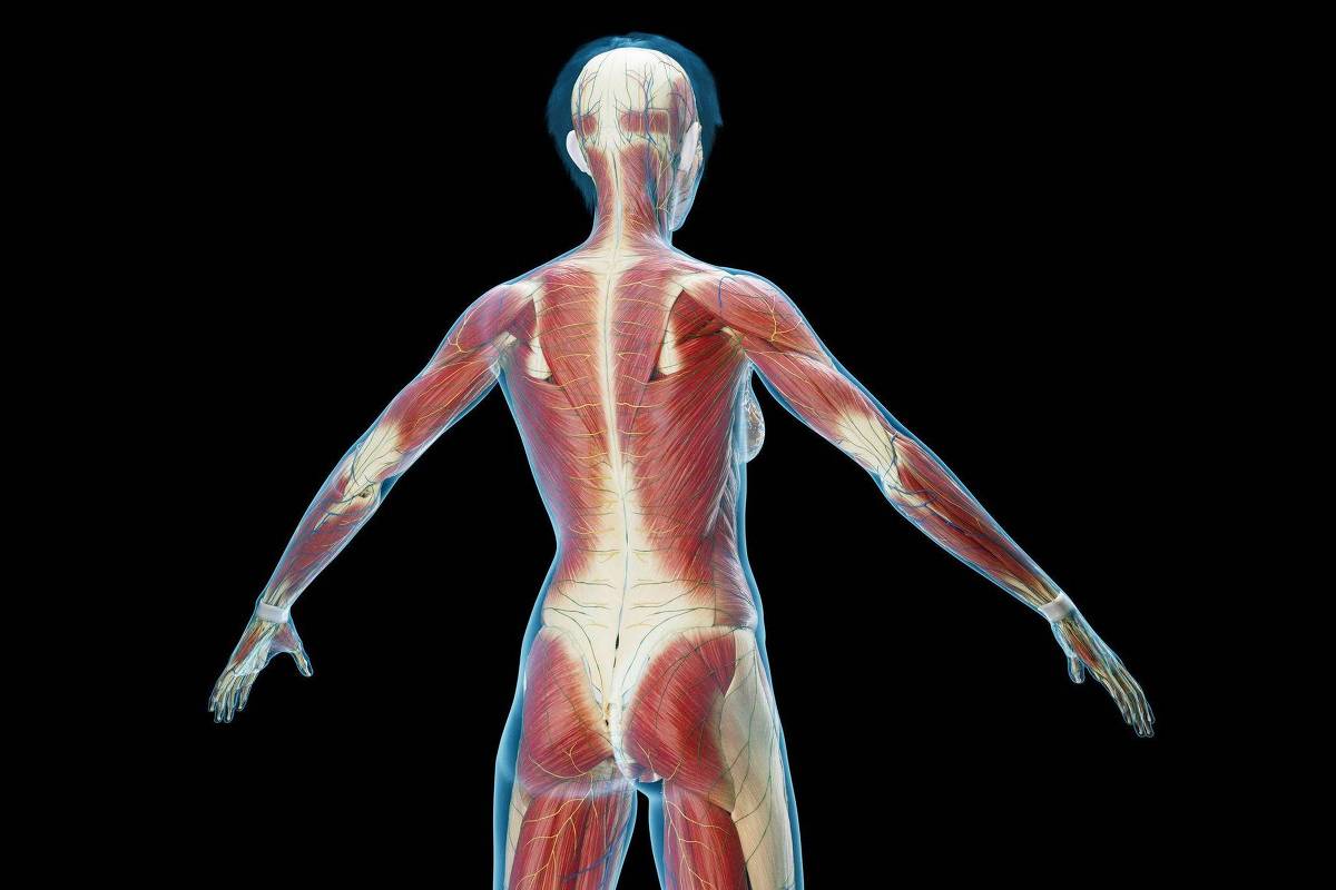 Fascia: how a neglected part of the body gained attention – 02/13/2024 – Balance