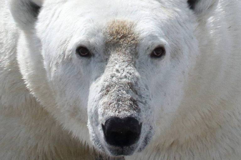 Fome ameaça vida dos ursos-polares com derretimento glacial no Ártico