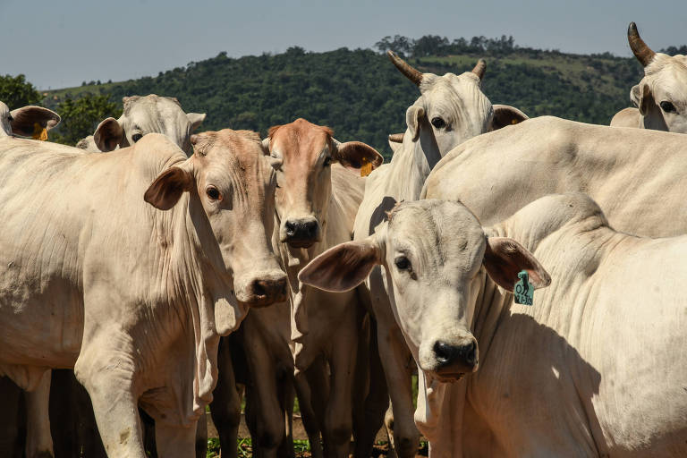 Na sequência, agropecuária representa 28,5% das emissões brasileiras de gases de efeito estufa; principal fator é o metano vindo de arrotos e flatulências dos gados