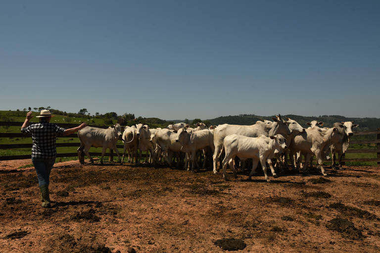 Aplicação de fertilizantes nitrogenados no solo, manejo incorreto de estrume, má gestão do solo e de pastagens também impulsionam as emissões da agropecuária