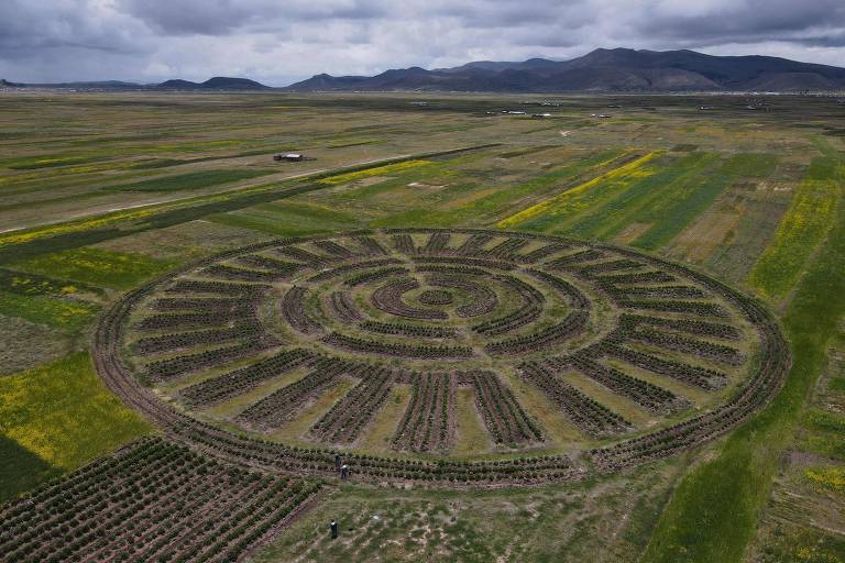'Waru waru', antiga técnica agrícola dos Andes, é resgatada contra crise climática; veja fotos