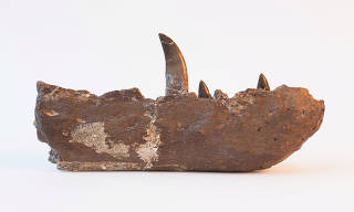 The fossil of the lower jaw and a tooth of the Jurassic Period meat-eating dinosaur Megalosaurus