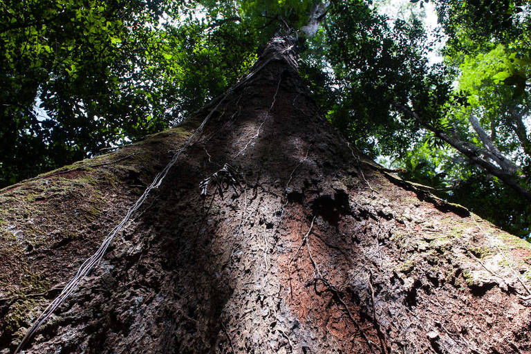 Pesquisadores investigam os mistérios das árvores gigantes da amazônia