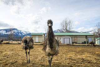 Emus in Hamilton, Mont., on Feb. 5, 2013. (Tony Demin/The New York Times)