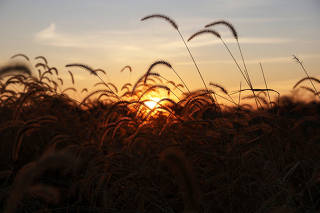 FILE PHOTO: The sun rises over a field in Erie County near Toledo, Ohio