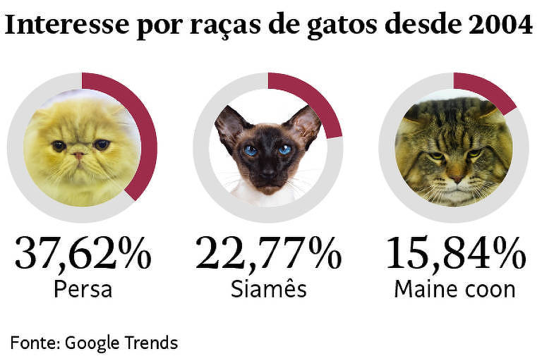 Persa é a raça de gato mais pesquisada pelos brasileiros no Google