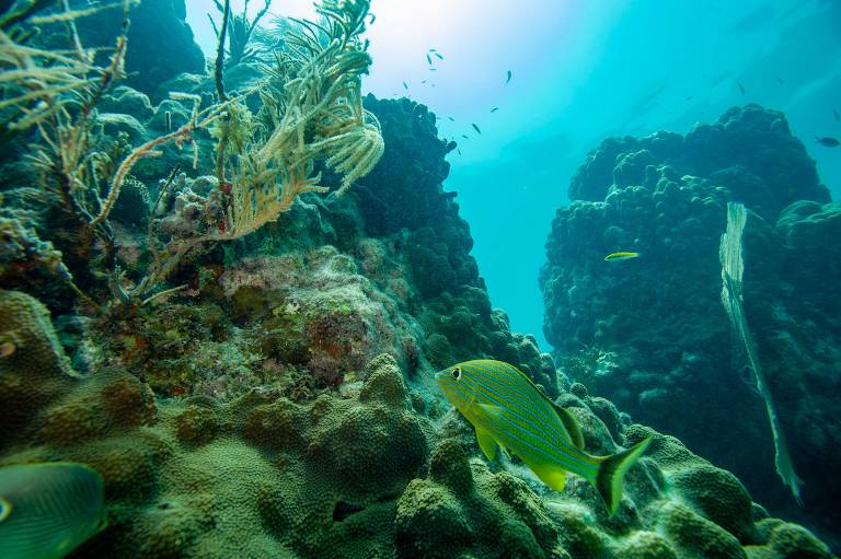 Área de recife de coral em Key West, na Flórida; estima-se que recifes cubram, ao todo, 348 mil quilômetros quadrados da superfície do globo