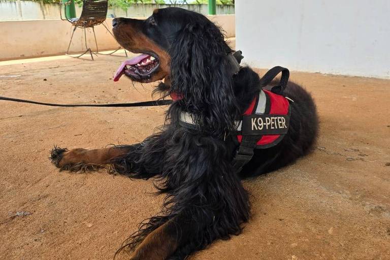Cães farejadores encontram rastros de fugitivos em Mossoró, dizem investigadores