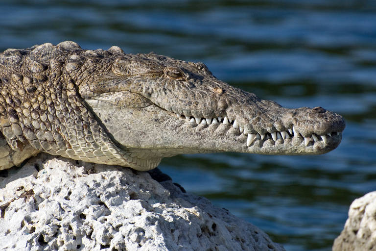 Crocodilo