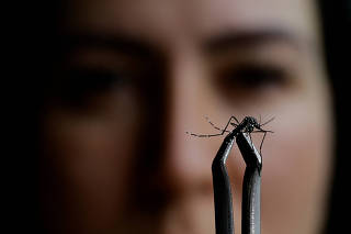 A saleswoman Juliana Machado inspects an Aedes aegypti mosquito found in her house during a dengue outbreak in Brasilia