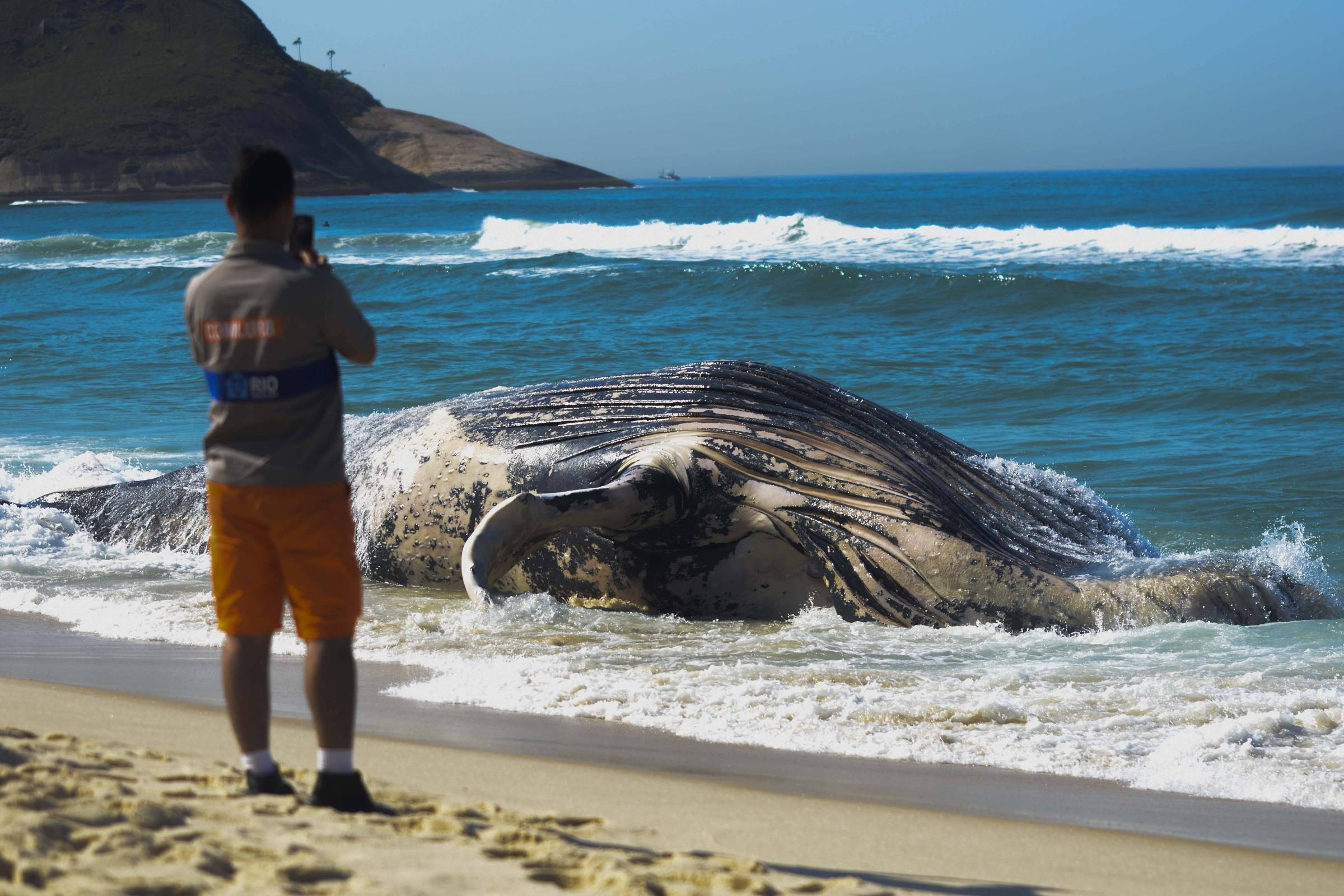 Por que as baleias encalham? Biólogos explicam o que leva animais às praias por engano